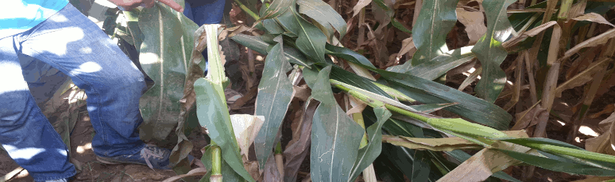 Sap Kurdu- Ostrinia nubilalis .png